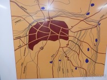 Парки, мавзолеи, рынки и музеи Бухары