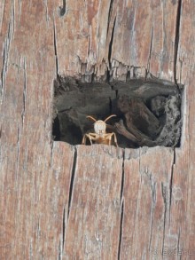 Парки, мавзолеи, рынки и музеи Бухары