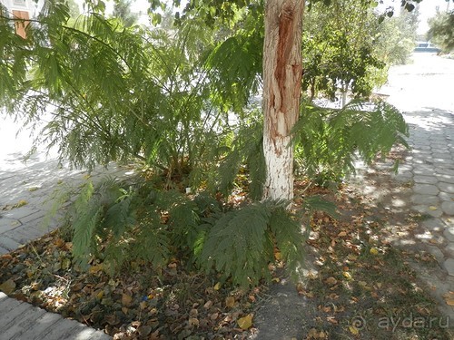 Парки, мавзолеи, рынки и музеи Бухары