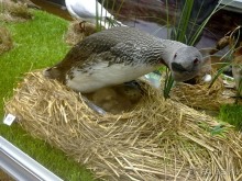 Исландия, день первый