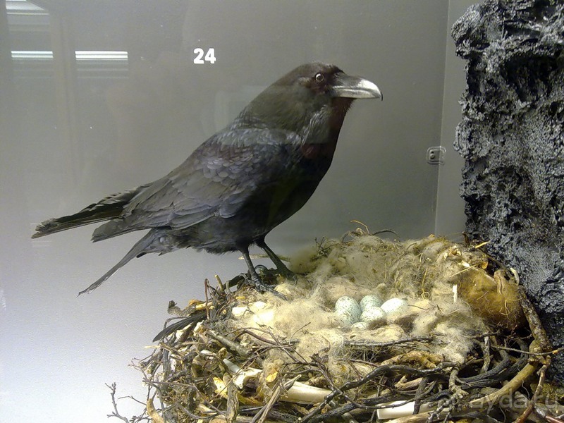 Исландия, день первый