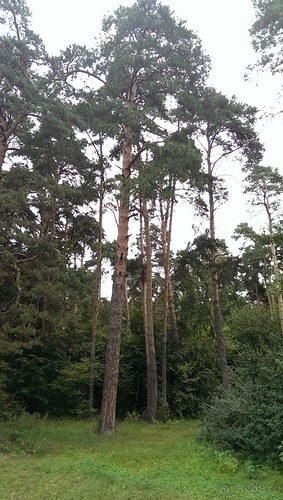 Серебряный бор - лето кончилось