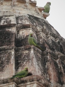 Джайнские храмы Кхаджурахо