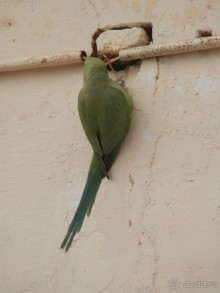 Джайнские храмы Кхаджурахо