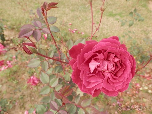 Джайнские храмы Кхаджурахо