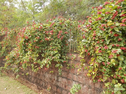 Джайнские храмы Кхаджурахо