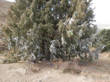 А Чимганские горы царят вдалеке и безумно прекрасны собою