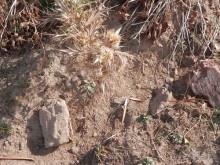 А Чимганские горы царят вдалеке и безумно прекрасны собою