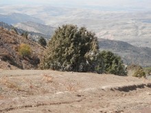 А Чимганские горы царят вдалеке и безумно прекрасны собою