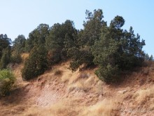 А Чимганские горы царят вдалеке и безумно прекрасны собою