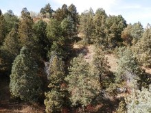 А Чимганские горы царят вдалеке и безумно прекрасны собою