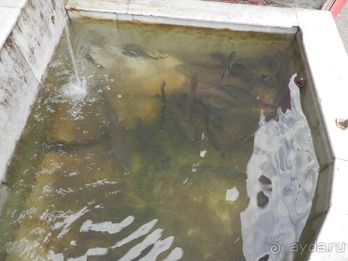 А Чимганские горы царят вдалеке и безумно прекрасны собою