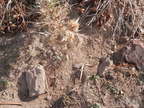 А Чимганские горы царят вдалеке и безумно прекрасны собою
