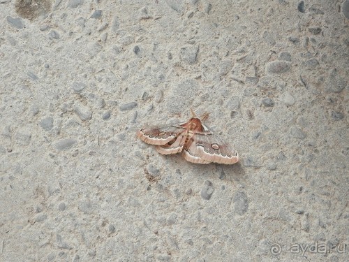 А Чимганские горы царят вдалеке и безумно прекрасны собою