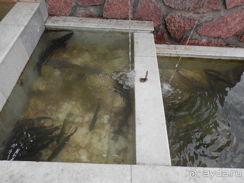 А Чимганские горы царят вдалеке и безумно прекрасны собою