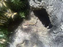 Последние дни в .Ялте