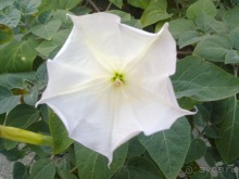 Последние дни в .Ялте