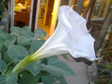 Последние дни в .Ялте