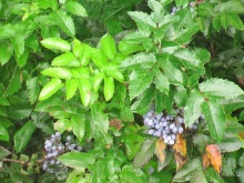 Последние дни в .Ялте