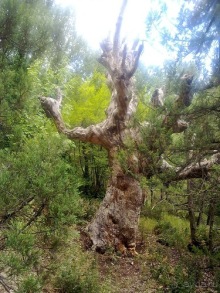 Последние дни в .Ялте