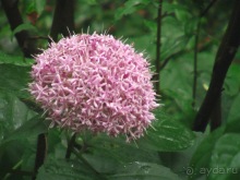 Последние дни в .Ялте