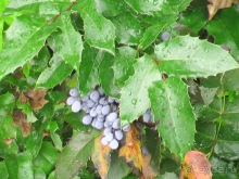 Последние дни в .Ялте