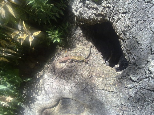 Последние дни в .Ялте