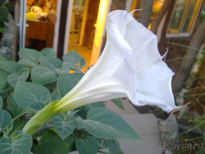 Последние дни в .Ялте