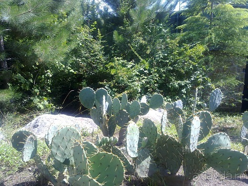 Последние дни в .Ялте