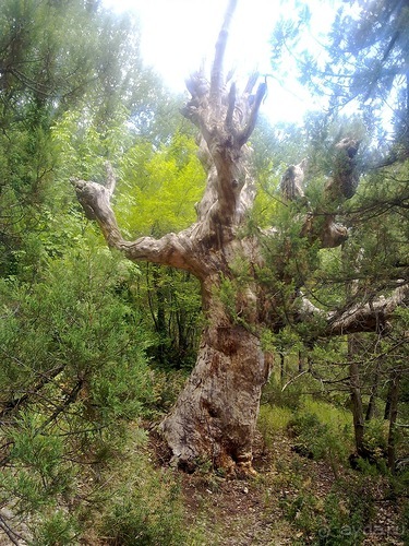 Последние дни в .Ялте