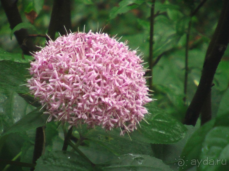 Последние дни в .Ялте
