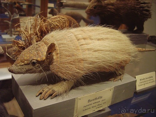 И снова Швеция