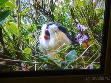 И снова Швеция