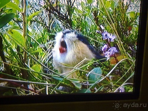 И снова Швеция