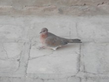 Экскурсия по Хиве, продолжение