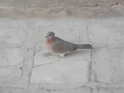 Экскурсия по Хиве, продолжение