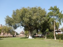 Альбом отзыва "Эротические храмы Кхаджурахо"