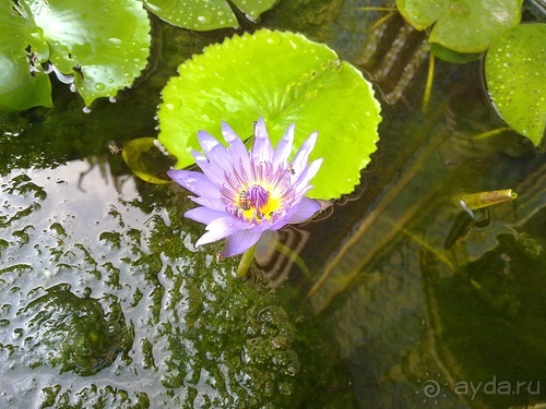 Ура! Отпуск, Таиланд