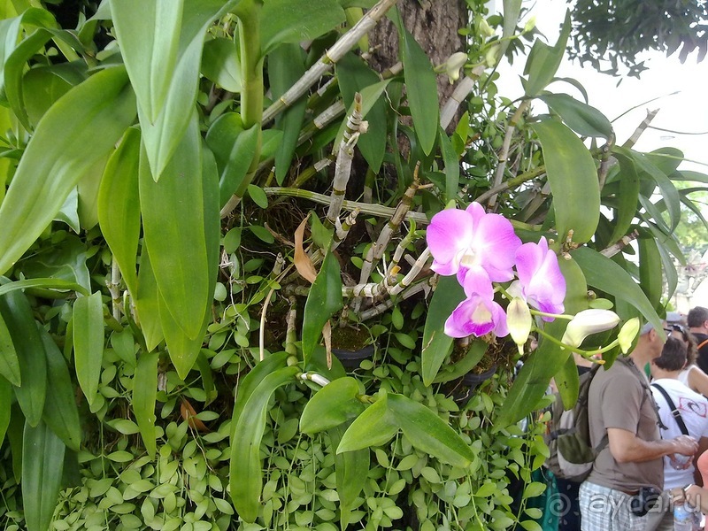 Ура! Отпуск, Таиланд