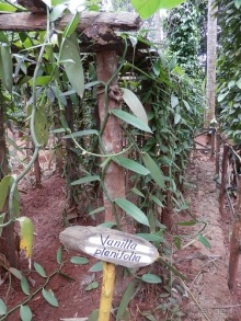 Шри-Ланка - Сад специй