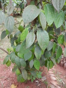 Шри-Ланка - Сад специй