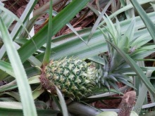 Шри-Ланка - Сад специй