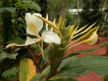 Шри-Ланка - Сад специй