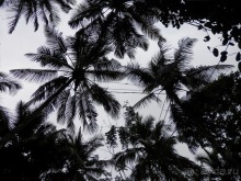 Шри-Ланка - Сад специй