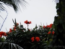 Шри-Ланка - Сад специй