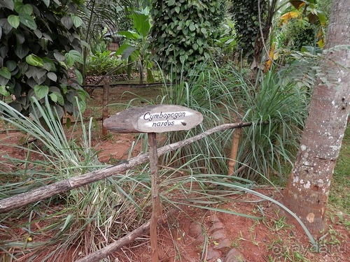 Шри-Ланка - Сад специй