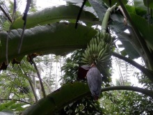 Шри-Ланка - Сад специй