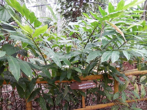 Шри-Ланка - Сад специй