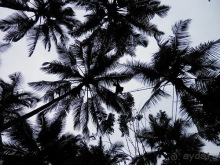 Шри-Ланка - Сад специй