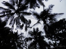 Шри-Ланка - Сад специй